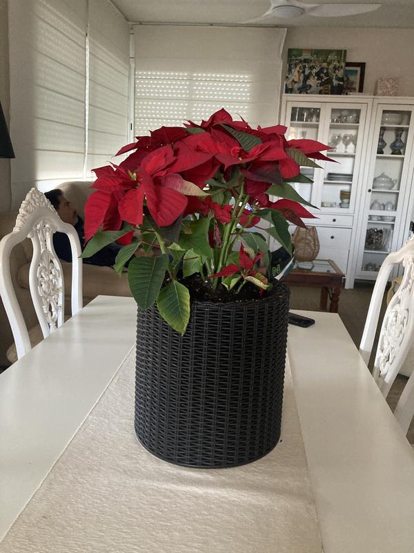 Abrir modal de revisión 1 de 1