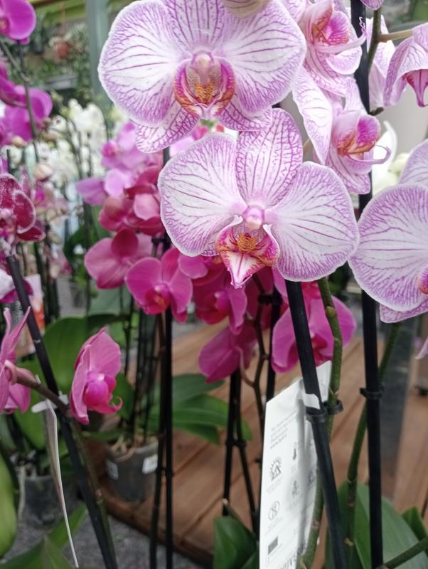 Abra o modal de avaliação 1 de 1