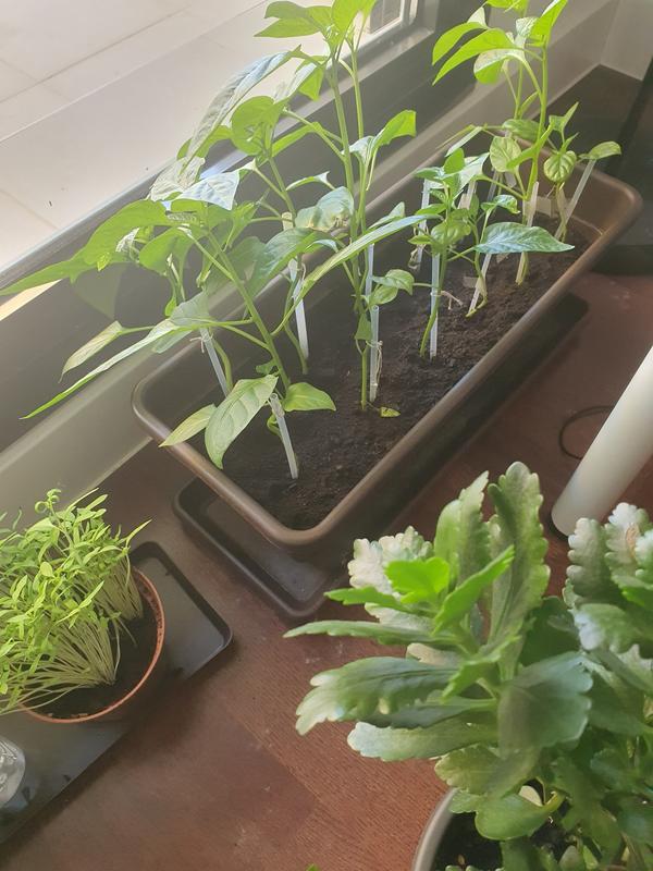 Abrir modal de revisión 1 de 1