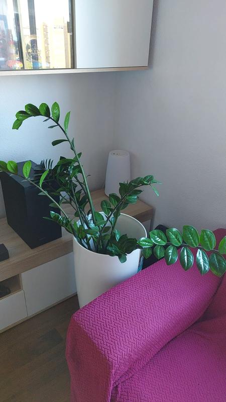 Abrir modal de revisión 1 de 1