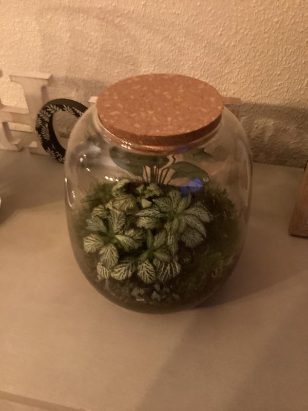 Abrir modal de revisión 1 de 1