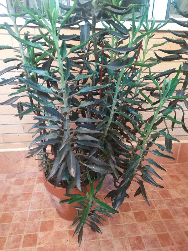 Abrir modal de revisión 3 de 3