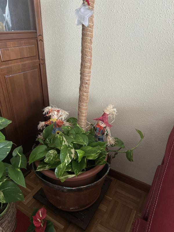 Abrir modal de revisión 1 de 1