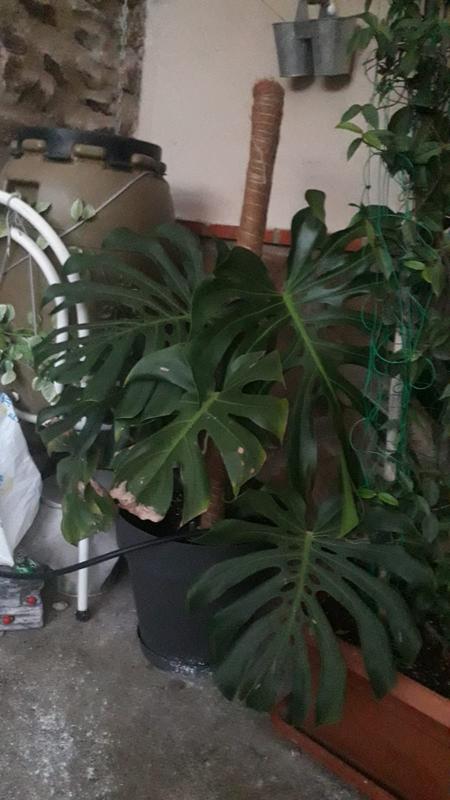 Abrir modal de revisión 1 de 1