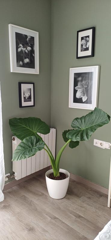 Abrir modal de revisión 1 de 1