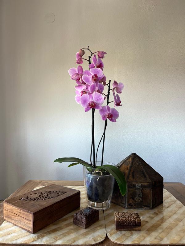 10 Provette Per Fiori In Plastica Con Tappo - 9x2cm, Riutilizzabili, Per Composizioni Floreali - Foto 2