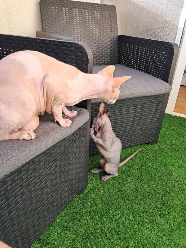 Abrir modal de revisión 1 de 1