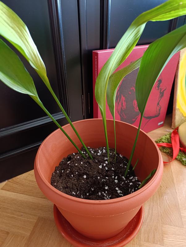 Abrir modal de revisión 1 de 1