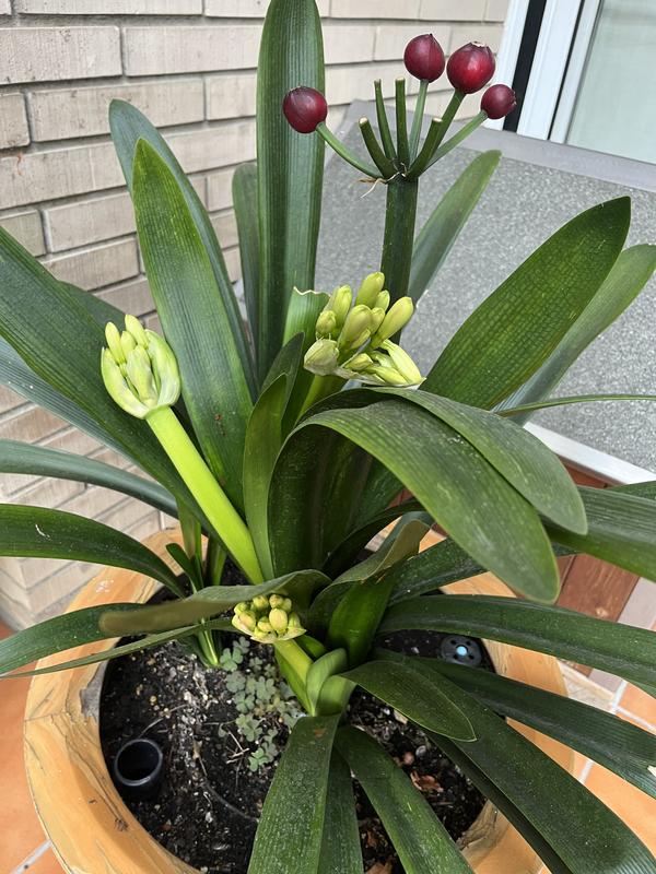 Abrir modal de revisión 2 de 2