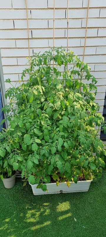 Abrir modal de revisión 1 de 1