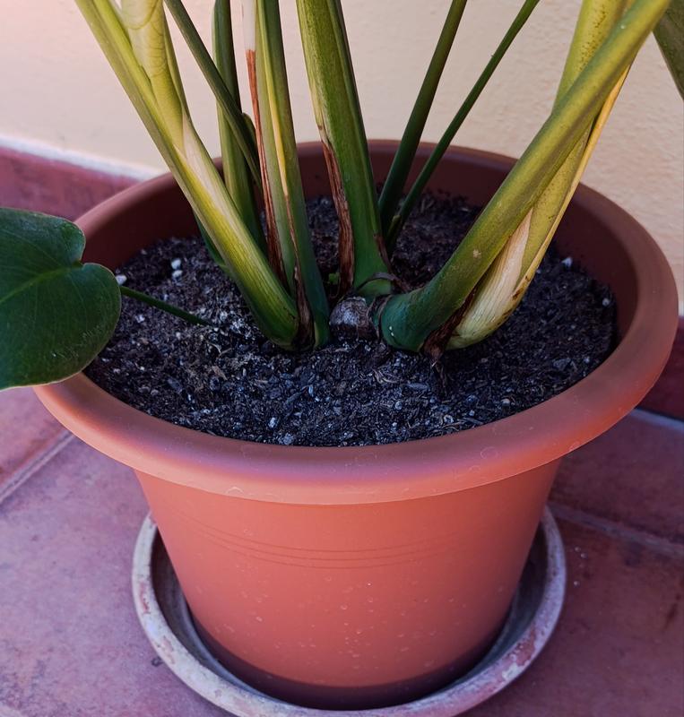 Abrir modal de revisión 1 de 1