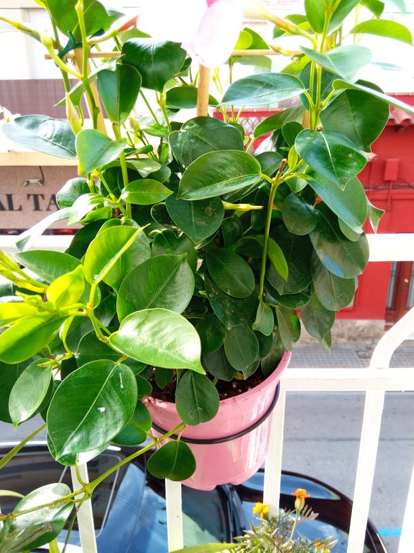 Abra o modal de avaliação 1 de 1