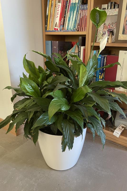 Abrir modal de revisión 1 de 1