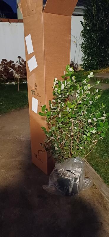 Revisione aperta modale 2 su 2