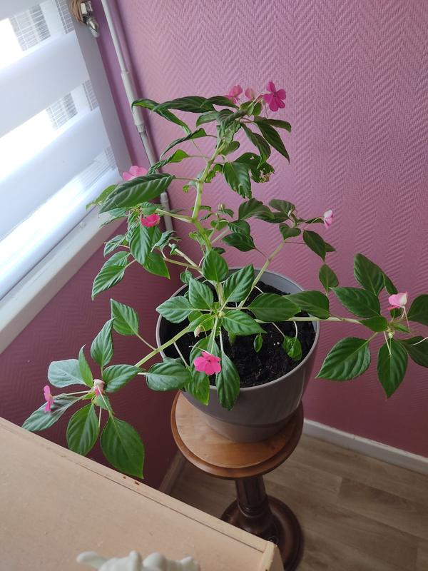 Ouvrir la fenêtre modale de l'avis 1 sur 1