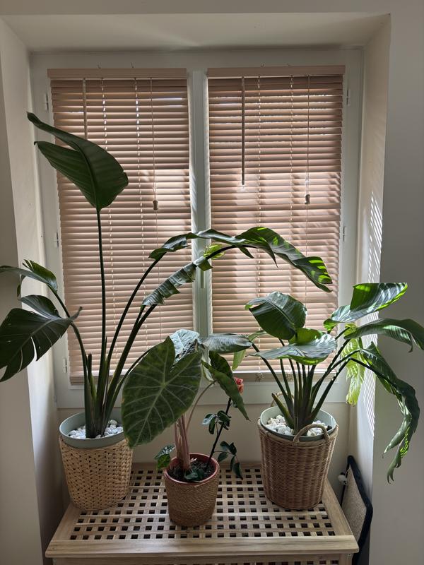 Ouvrir la fenêtre modale de l'avis 1 sur 1