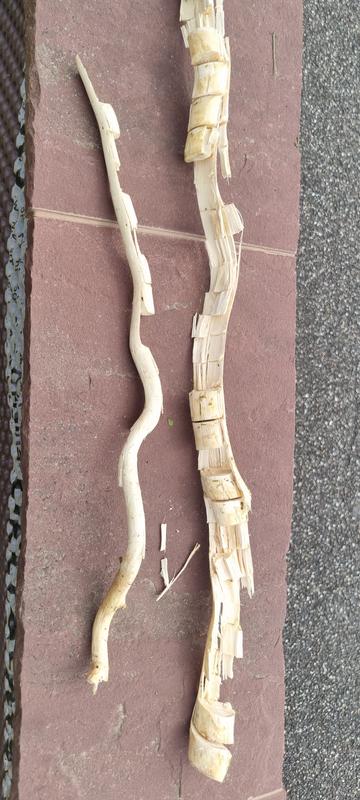 Revisione aperta modale 1 su 2