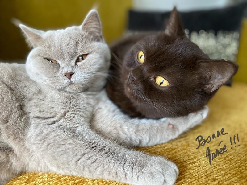 Ouvrir la fenêtre modale de l'avis 1 sur 1