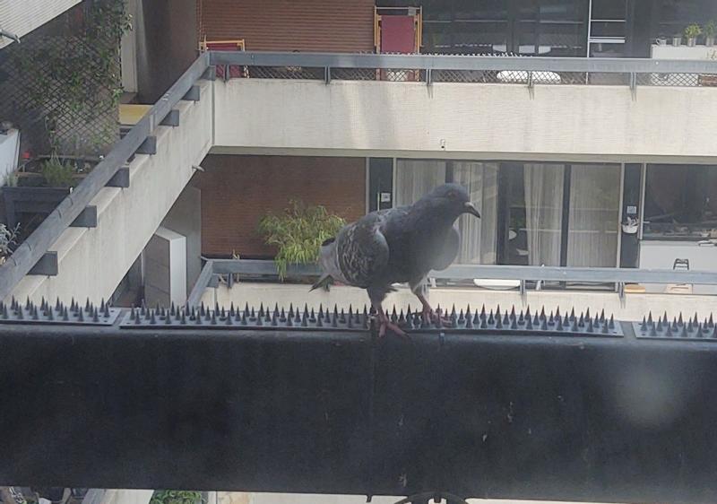 Lot De 12 Pics Anti-Pigeons En Plastique - 6 M, Noir, Pour Rebords, Toits, Clôtures