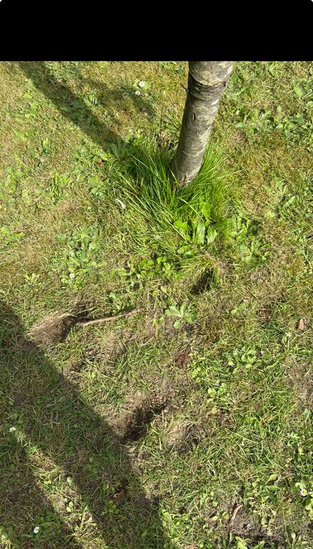 Revisione aperta modale 4 su 4