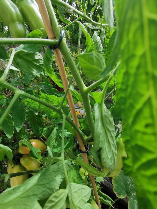 Abra o modal de avaliação 2 de 3