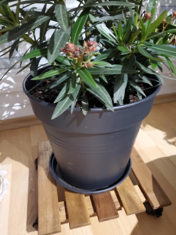 Revisione aperta modale 1 su 1