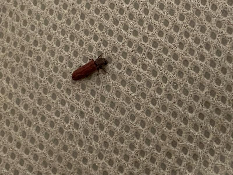 Ouvrir la fenêtre modale de l'avis 3 sur 3