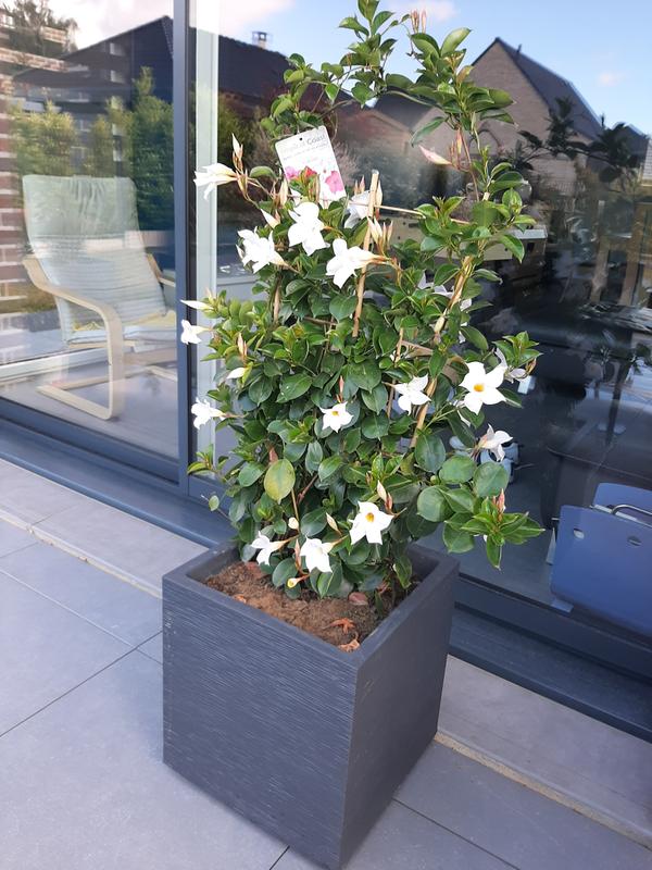 Ouvrir la fenêtre modale de l'avis 1 sur 1