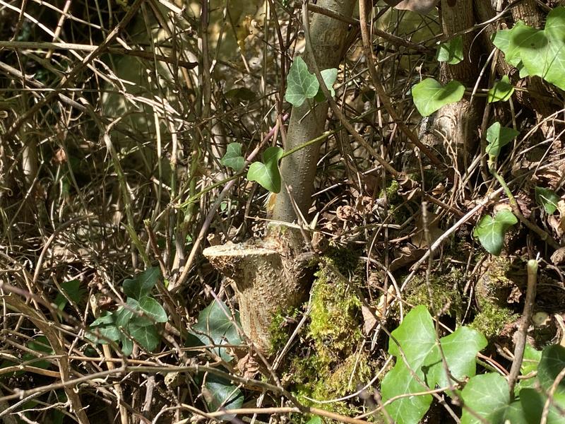 Ouvrir la fenêtre modale de l'avis 1 sur 2