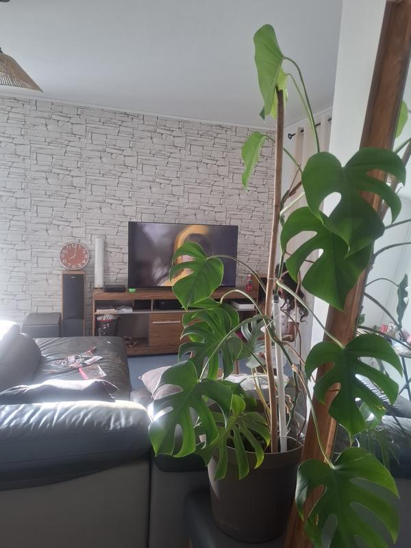 Ouvrir la fenêtre modale de l'avis 1 sur 1