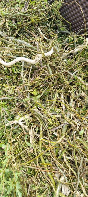 Revisione aperta modale 2 su 2