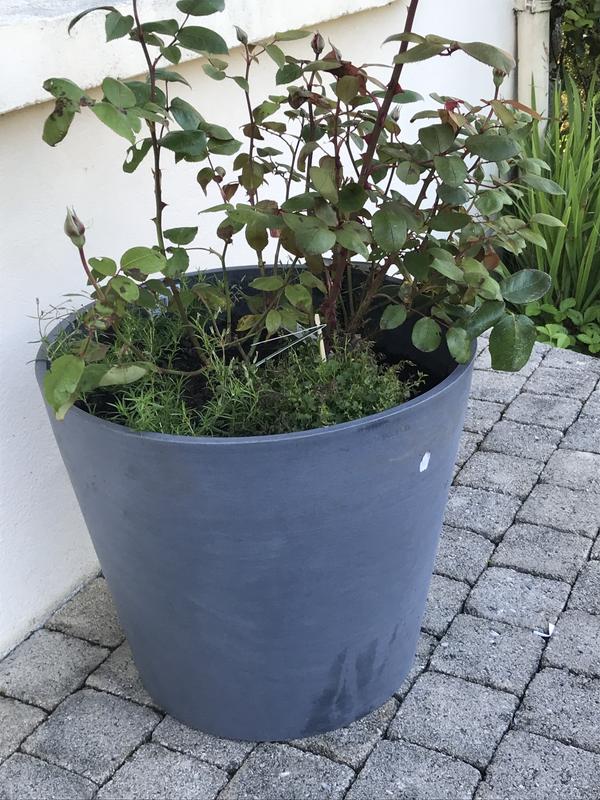 Revisione aperta modale 1 su 1