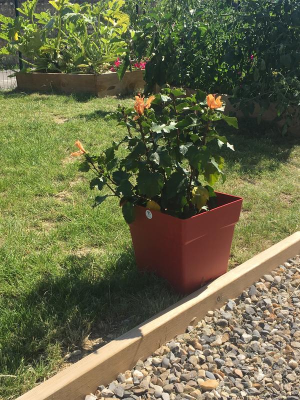 Revisione aperta modale 1 su 1