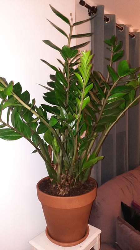 Ouvrir la fenêtre modale de l'avis 1 sur 1