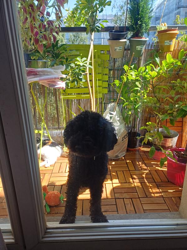 Revisione aperta modale 1 su 1