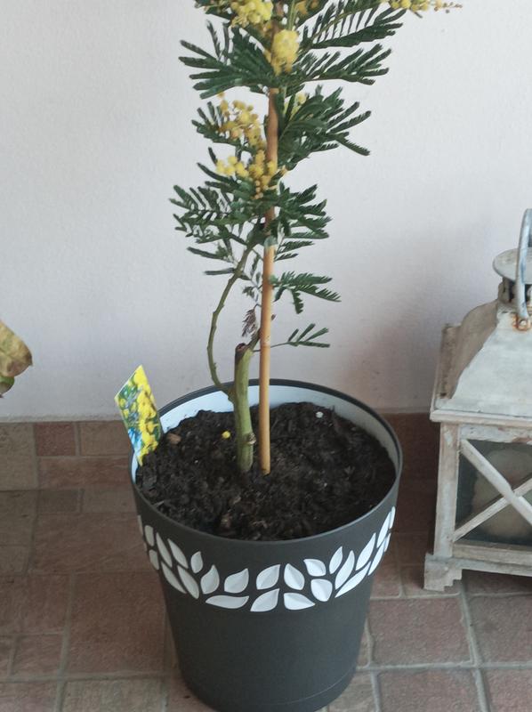 Revisione aperta modale 1 su 1