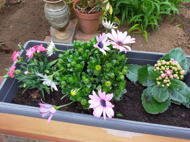 Revisione aperta modale 2 su 2