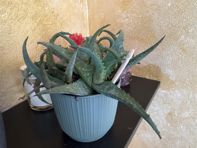 Revisione aperta modale 1 su 1