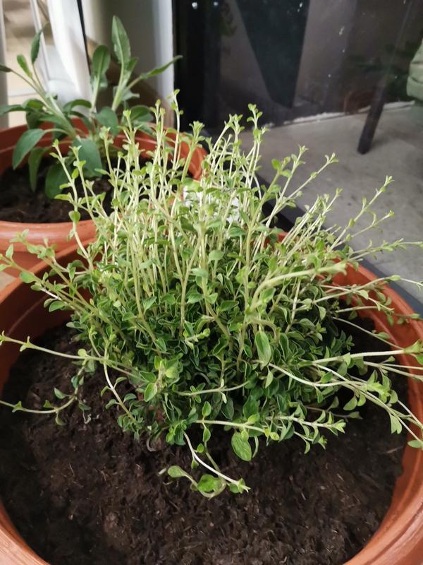 Revisione aperta modale 1 su 1