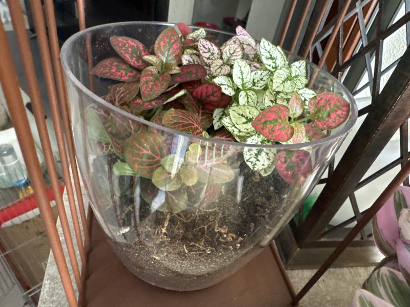 Revisione aperta modale 1 su 1