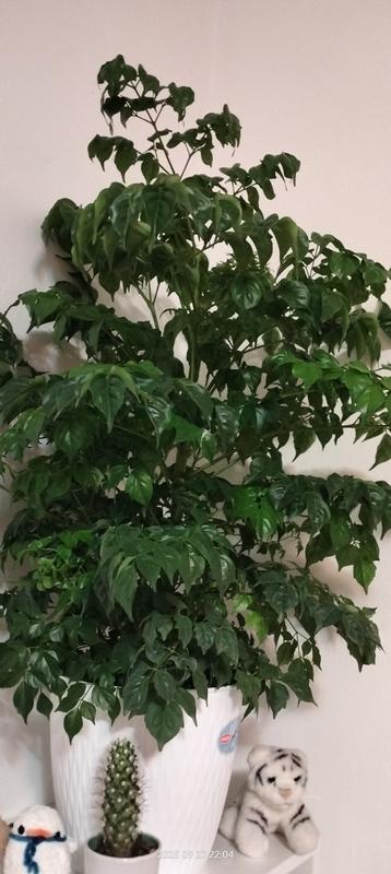 Revisione aperta modale 1 su 2