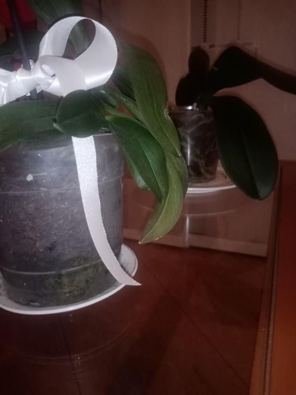 Revisione aperta modale 1 su 1