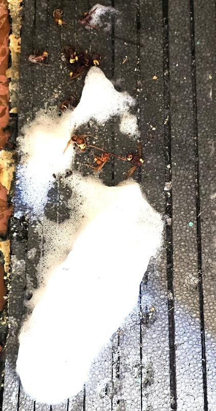 Revisione aperta modale 2 su 2