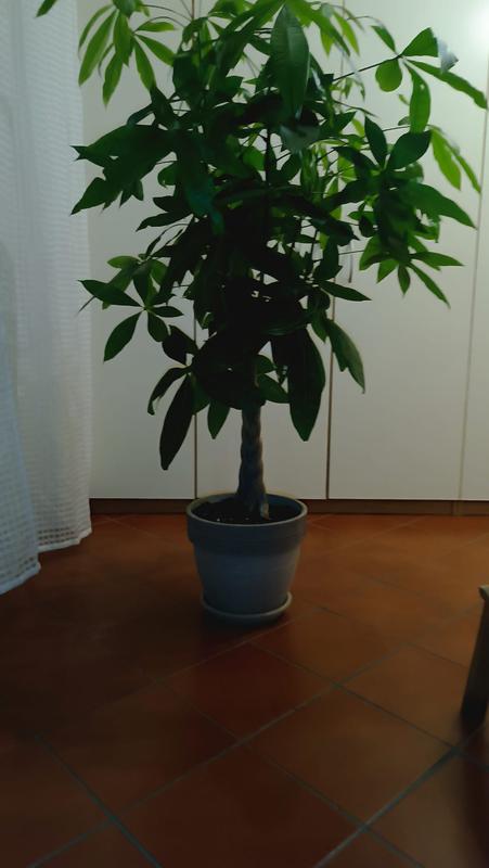 Revisione aperta modale 1 su 1