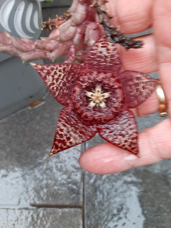 Revisione aperta modale 6 su 6