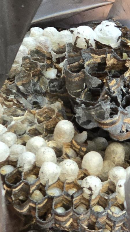 Revisione aperta modale 1 su 2