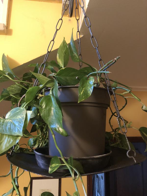 Revisione aperta modale 1 su 1