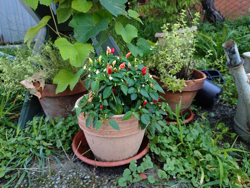 Revisione aperta modale 1 su 1