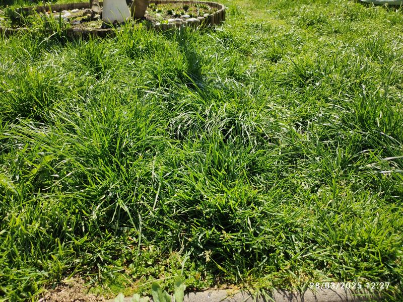 Revisione aperta modale 2 su 2