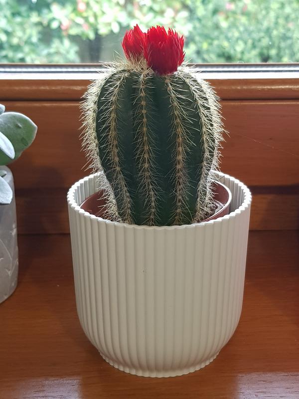 Revisione aperta modale 1 su 1